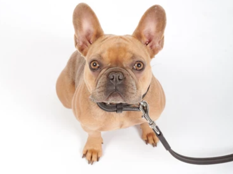 friendsofwilliamwalker Rasseportrait Franzsische Bulldogge
