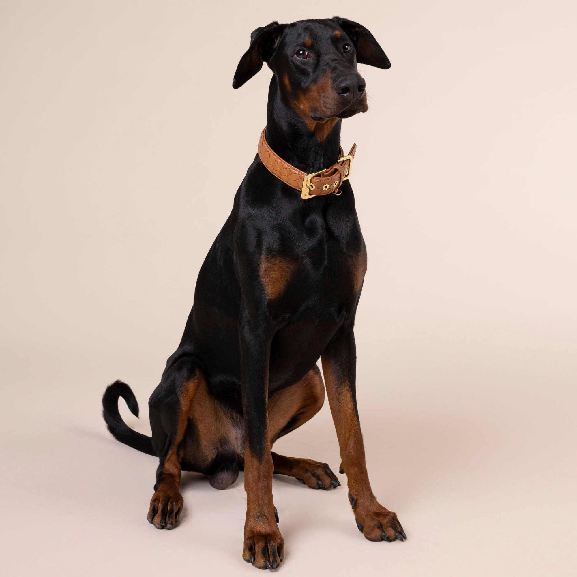 William Walker Leder Hundehalsband Prestige Caramel