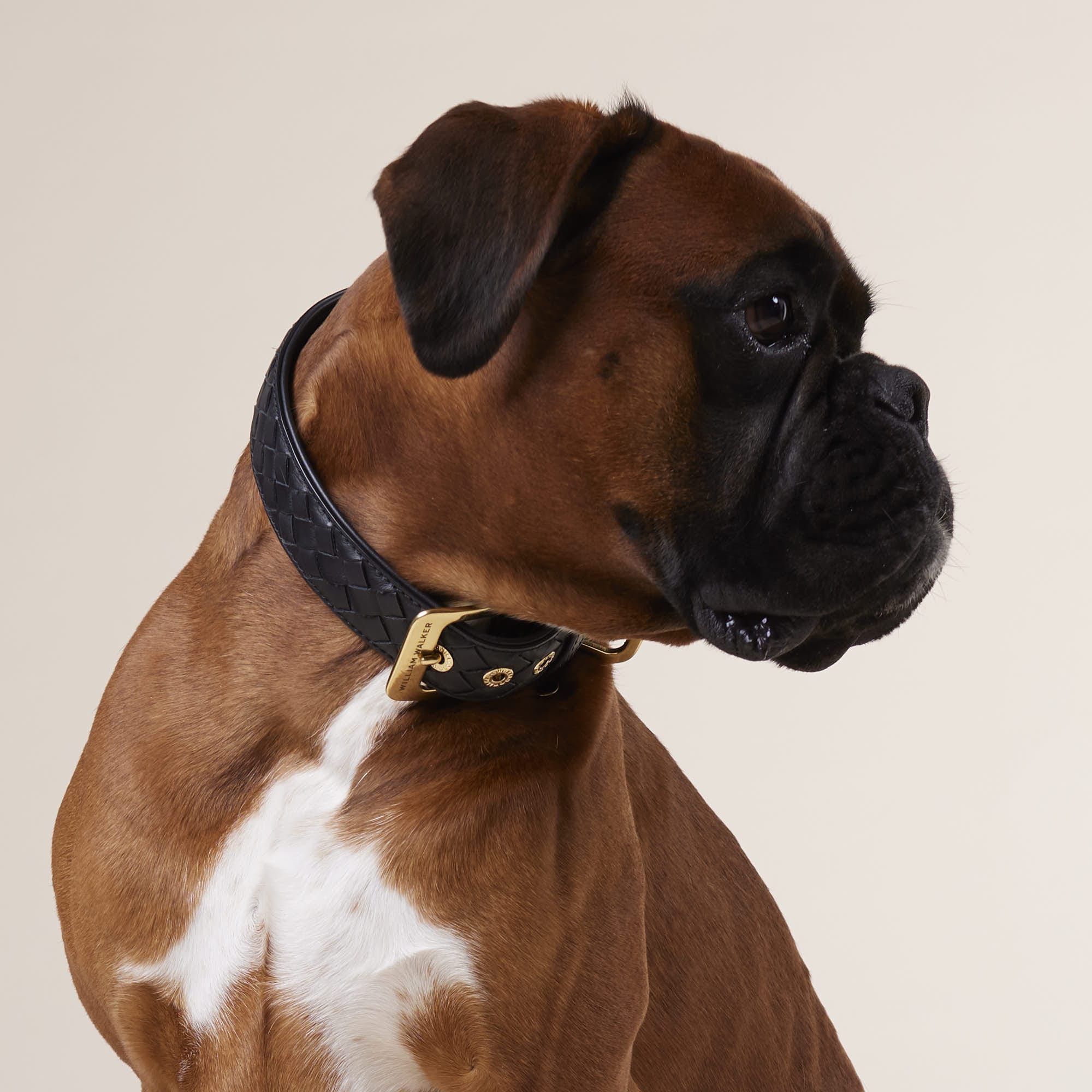 William Walker Leder Hundehalsband Prestige Nero (Schwarz)