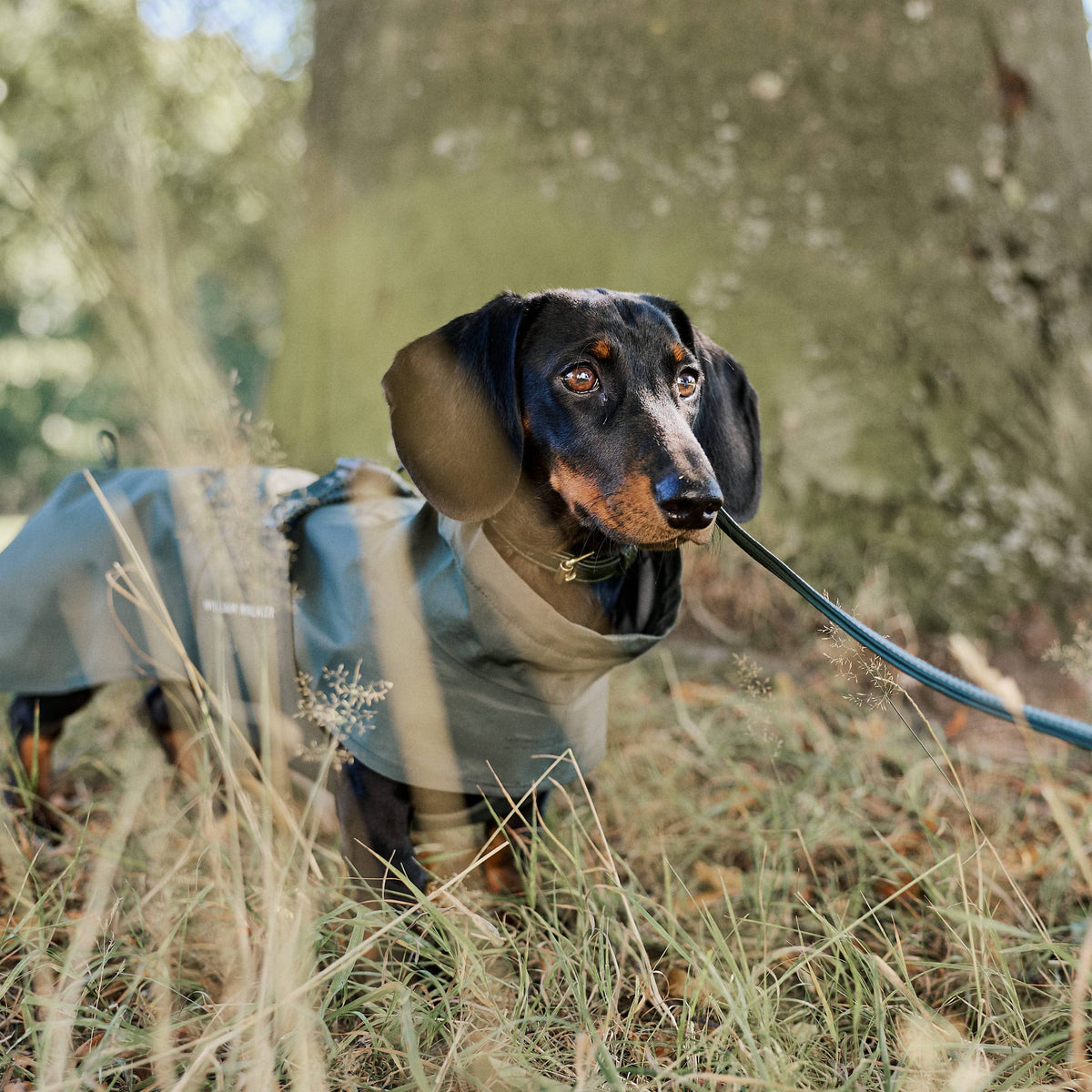 William Walker Imperméable pour teckel