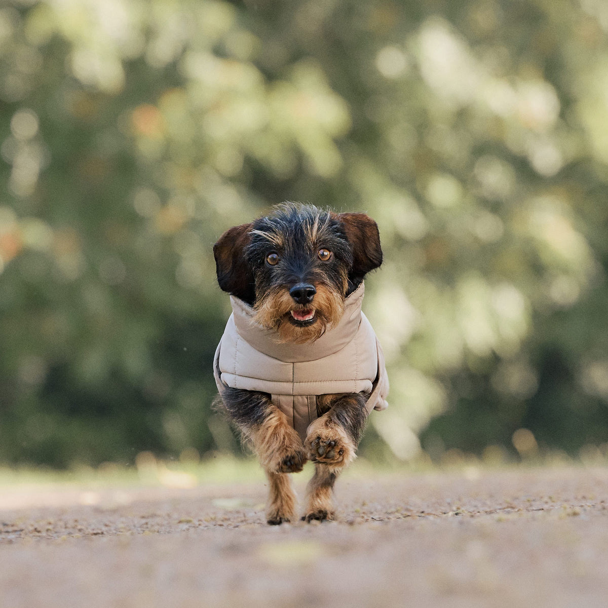 William Walker Winter Hundemantel Alpine für Dackel