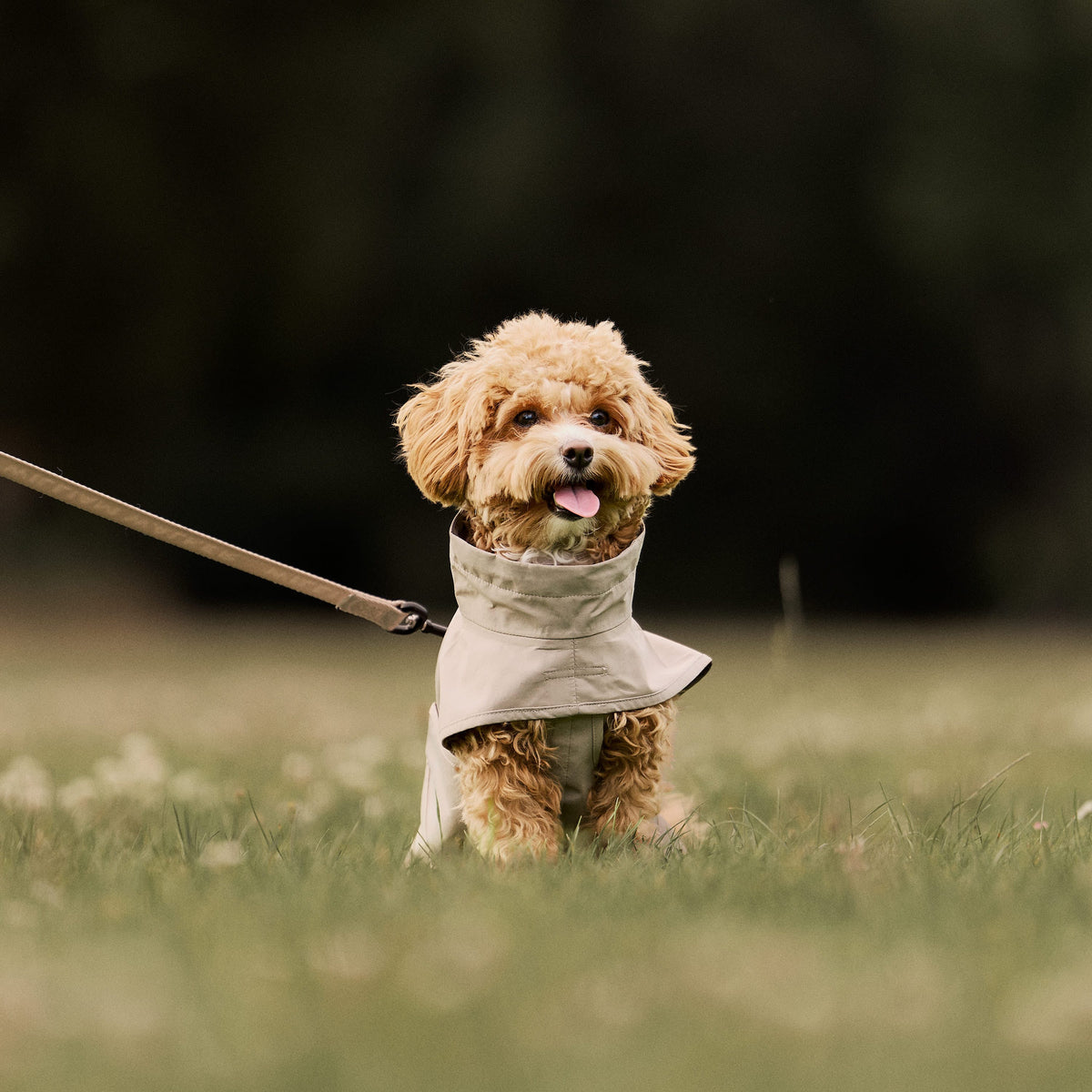 William Walker Imperméable pour chien Harbour