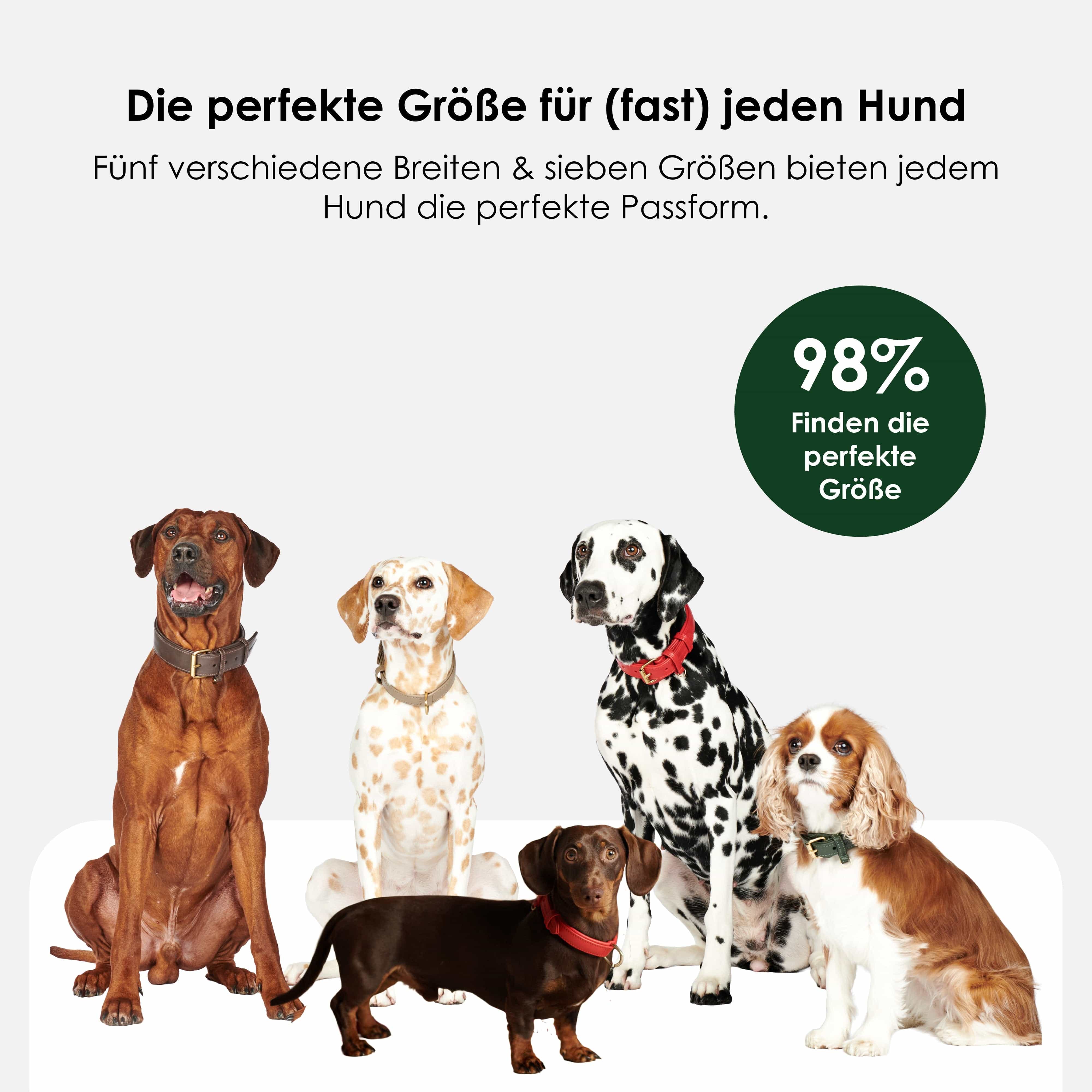 William Walker Leder Hundehalsband Dark Moss (Waldgrün)