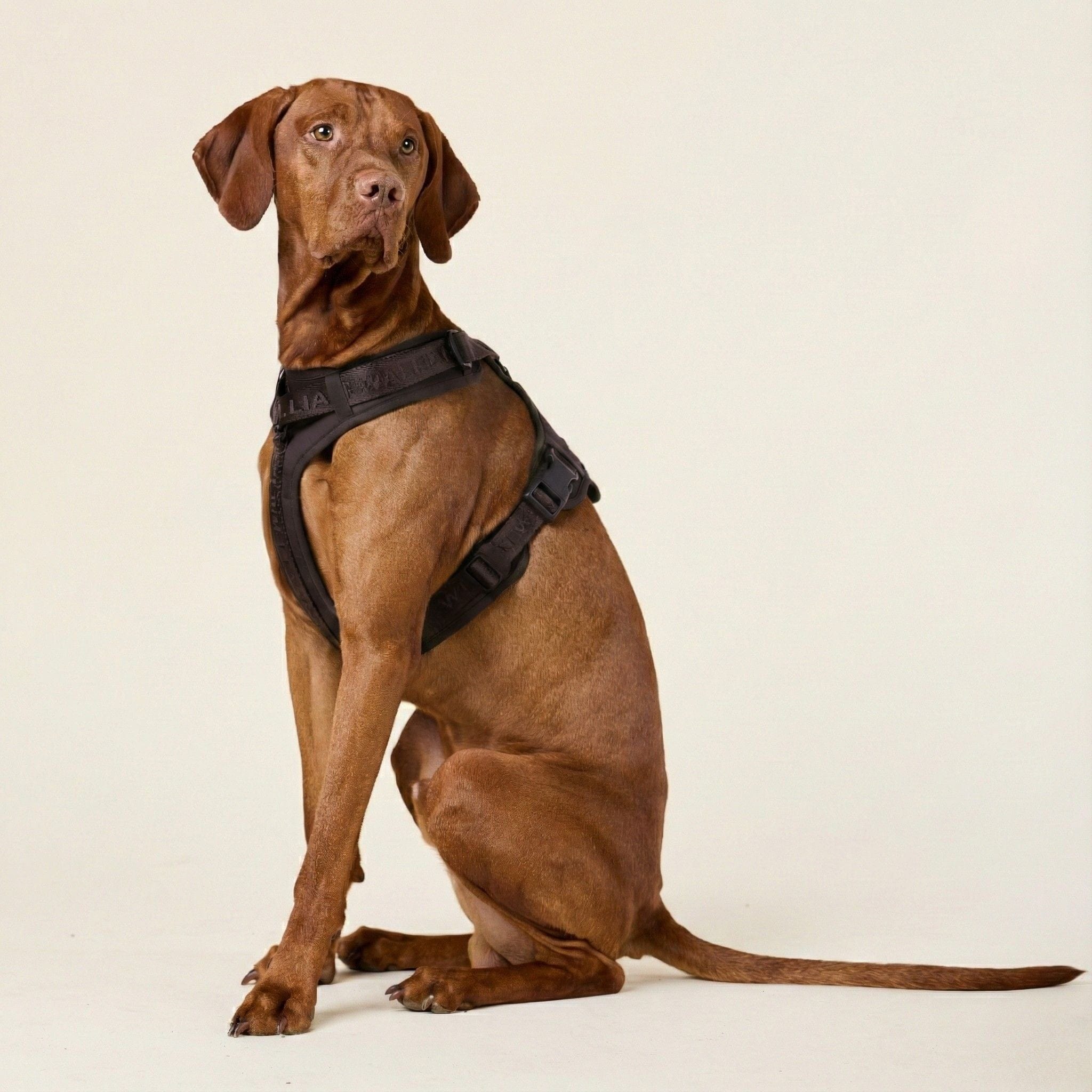 William Walker Hochwertiges Y-Hundegeschirr Earth (braun)