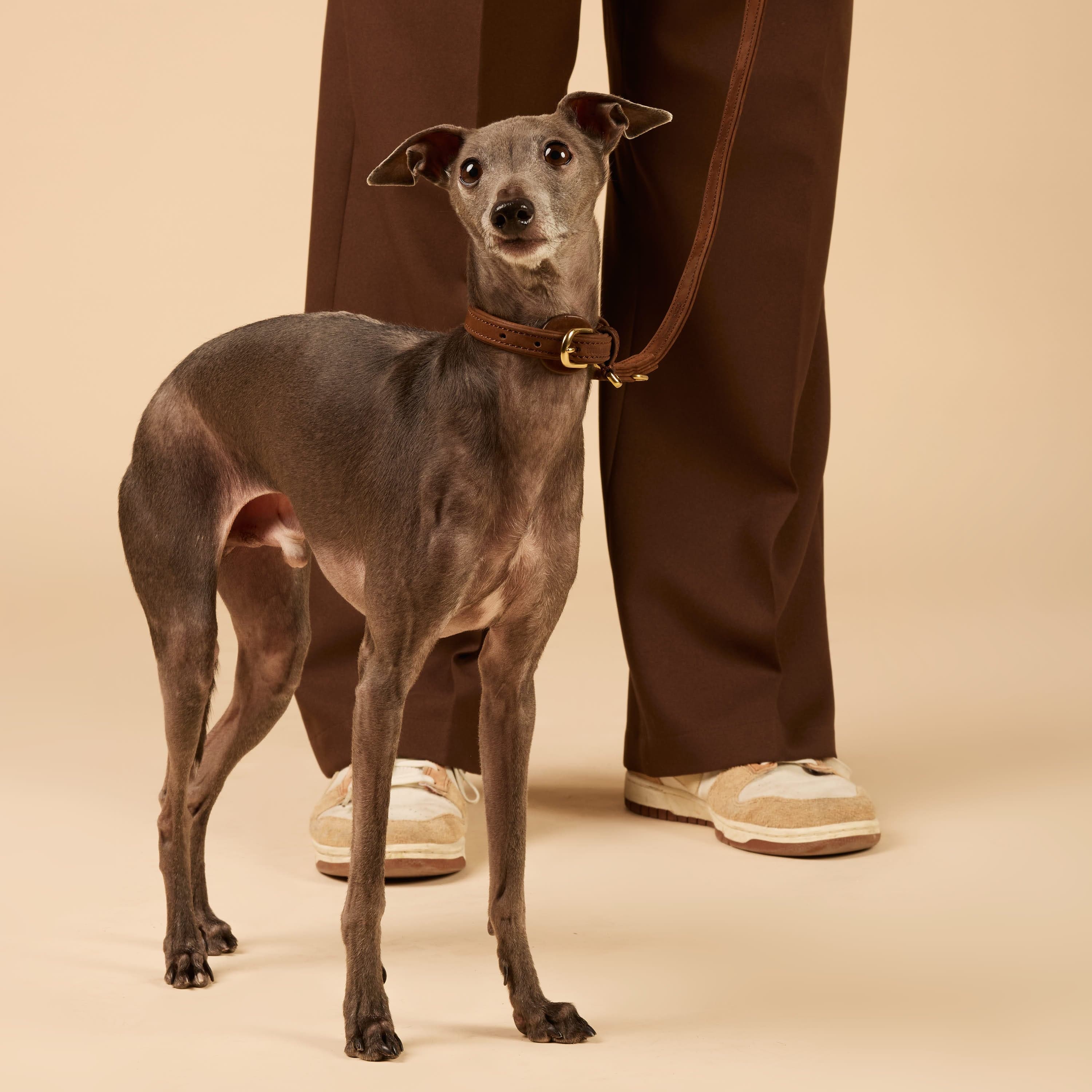 William Walker Hundehalsband aus wasserfestem Nubukleder