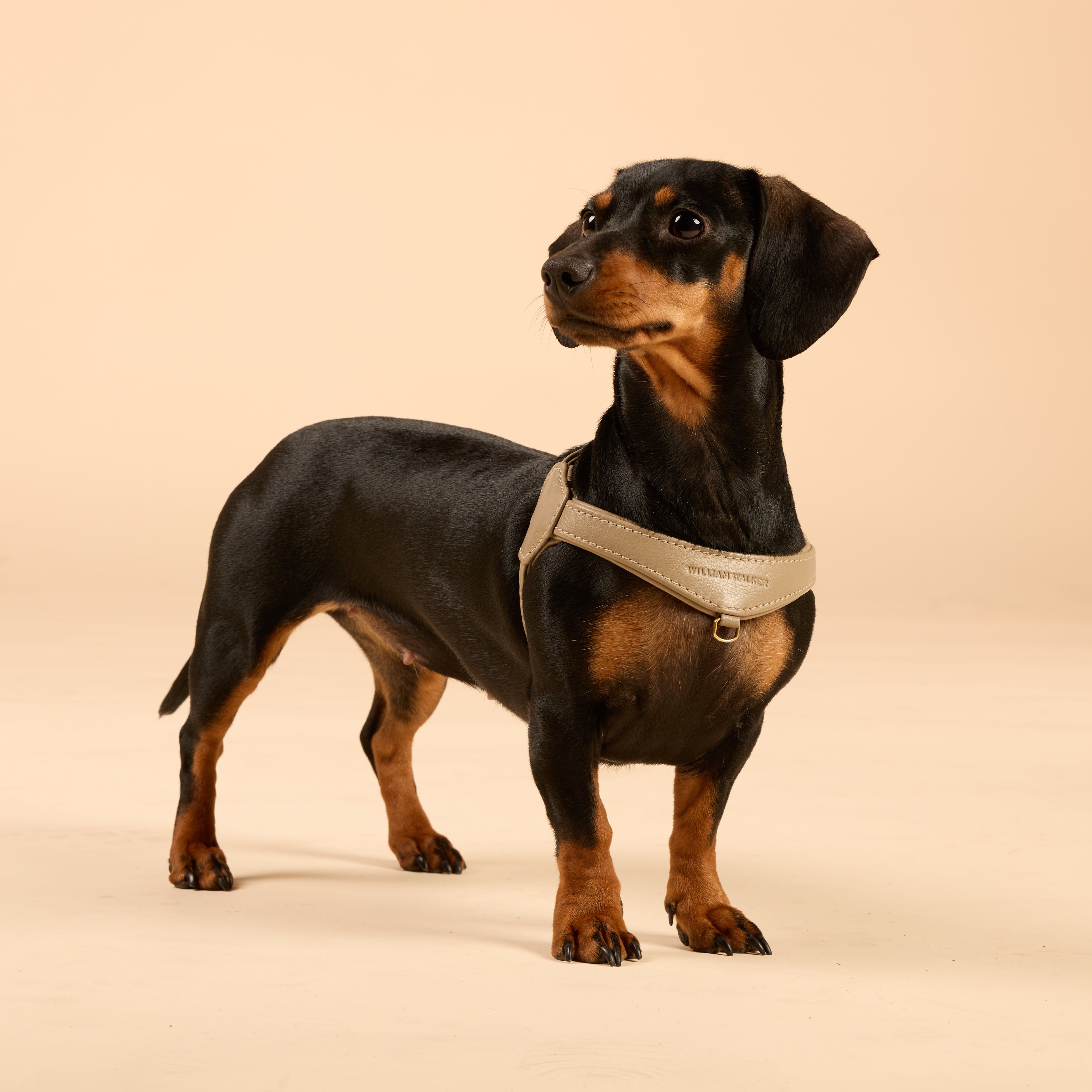 William Walker Premium Ledergeschirr Bundle Konfigurator für kleine Hunde