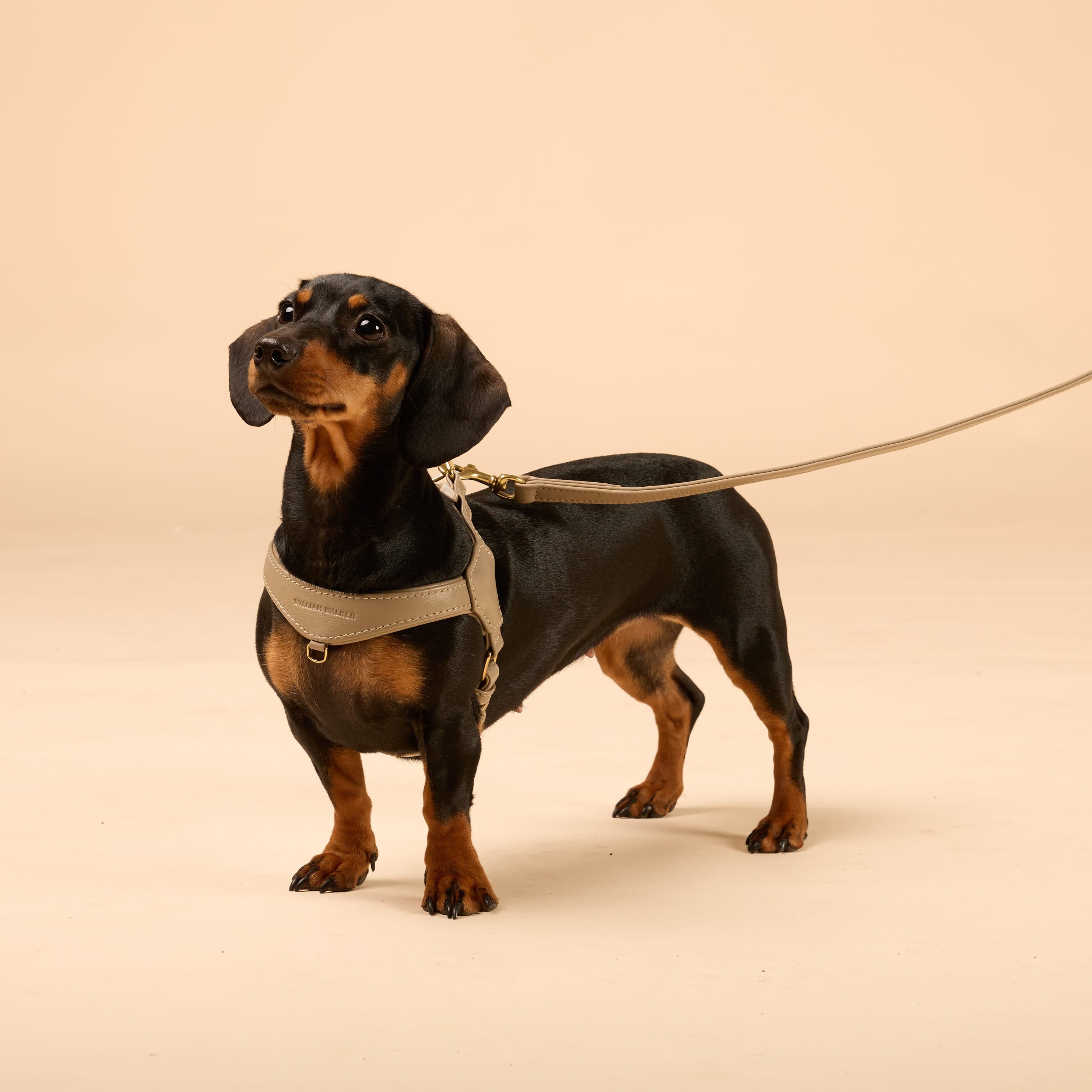 William Walker Step-In Leder Geschirr Pico für kleine Hunde