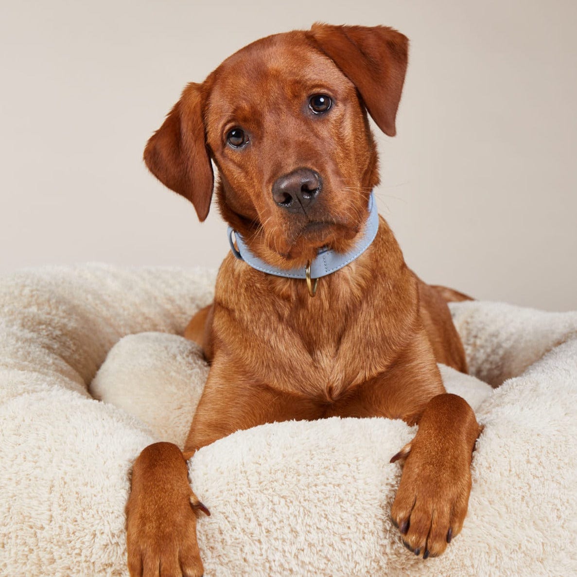 William Walker Leder Hundehalsband Sky (Baby-Blau)