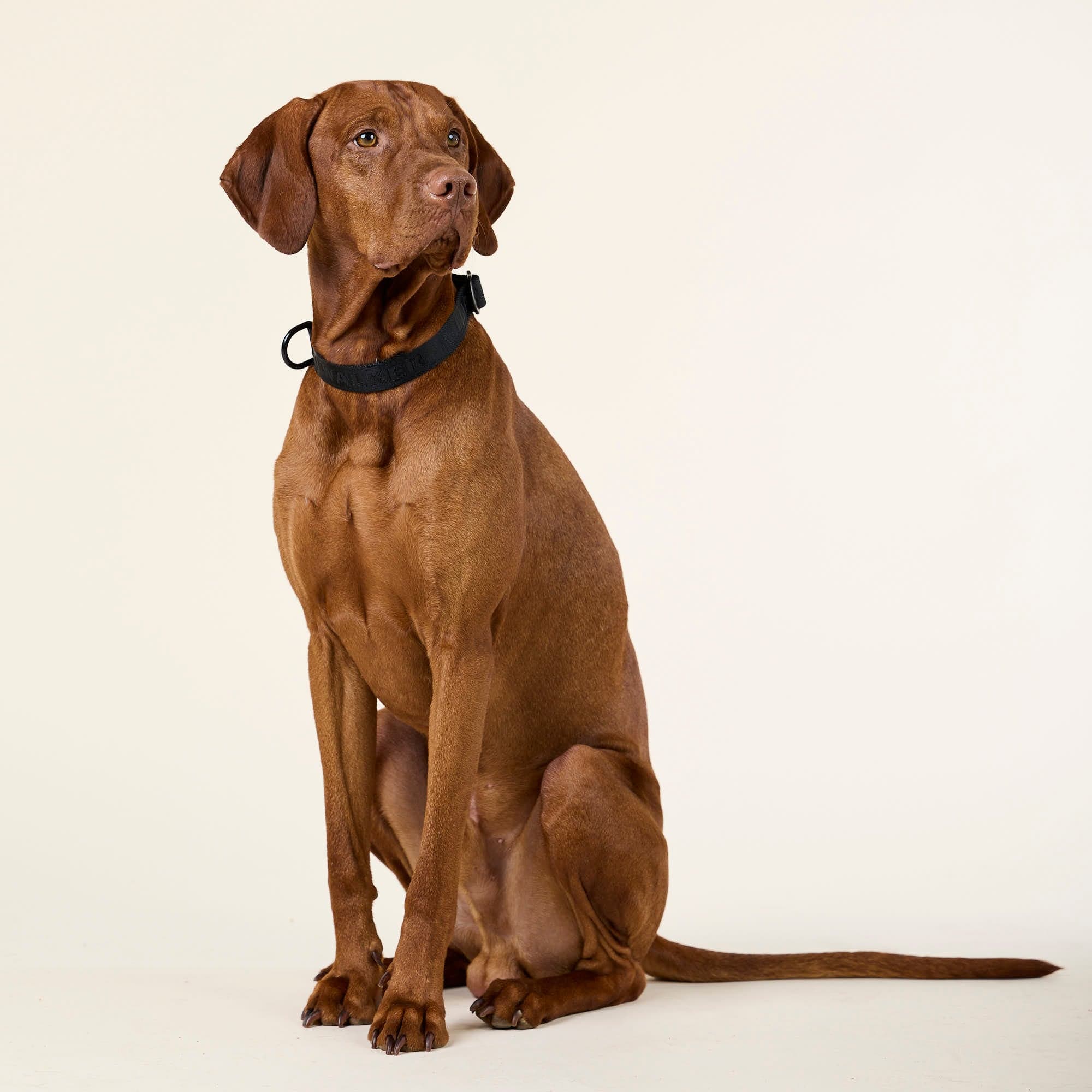 William Walker Jacquard Nylon Hundehalsband Nero (schwarz)