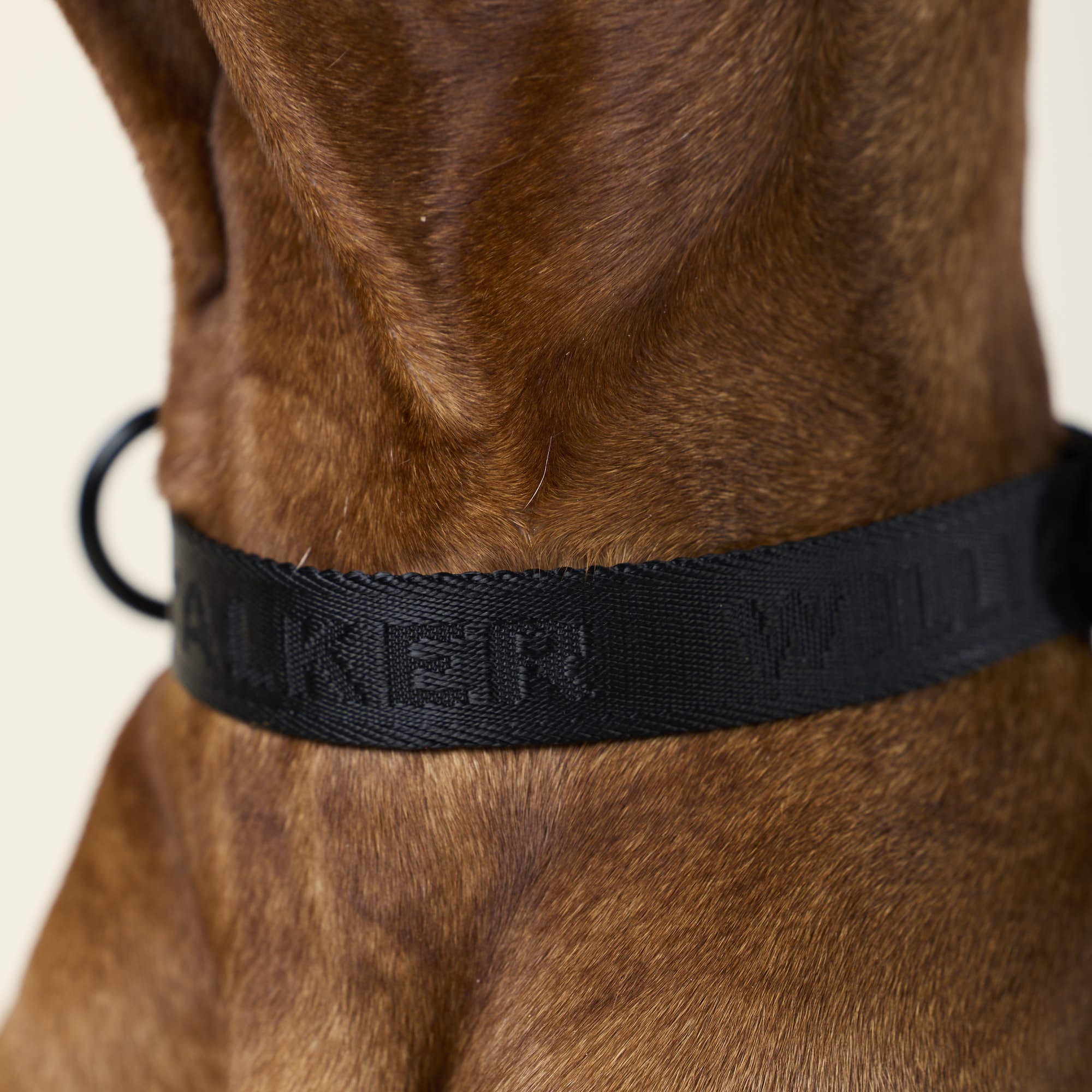 William Walker Jacquard Nylon Hundehalsband Nero (schwarz)