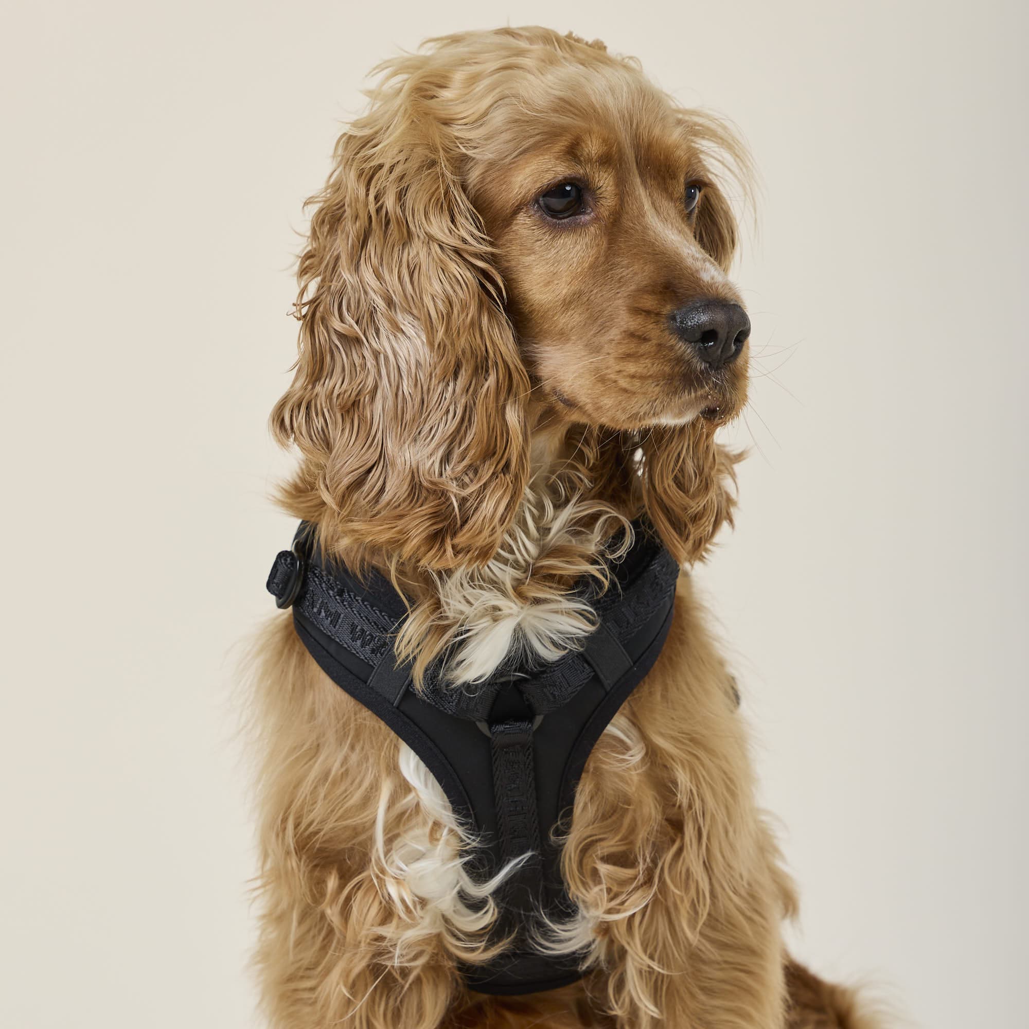 William Walker Hochwertiges Y-Hundegeschirr Nero (schwarz)