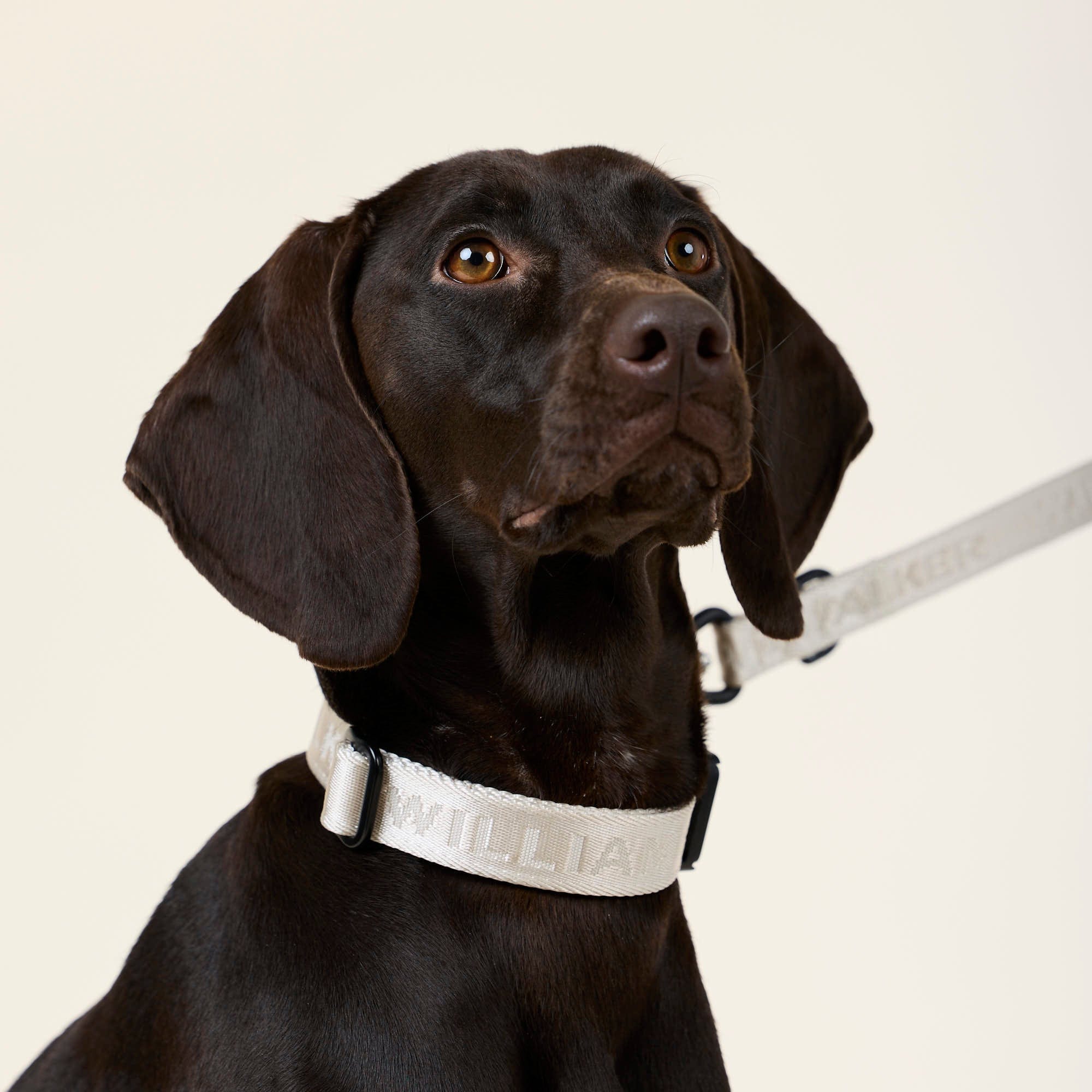 William Walker Jacquard Nylon Hundehalsband Sand (beige)