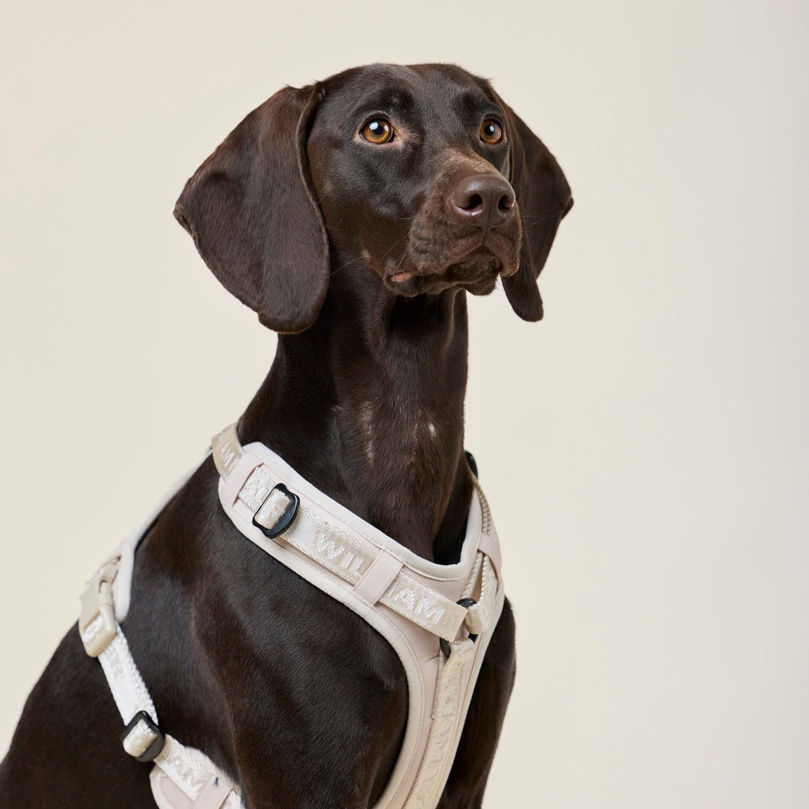 William Walker Hochwertiges Y-Hundegeschirr Sand (beige)