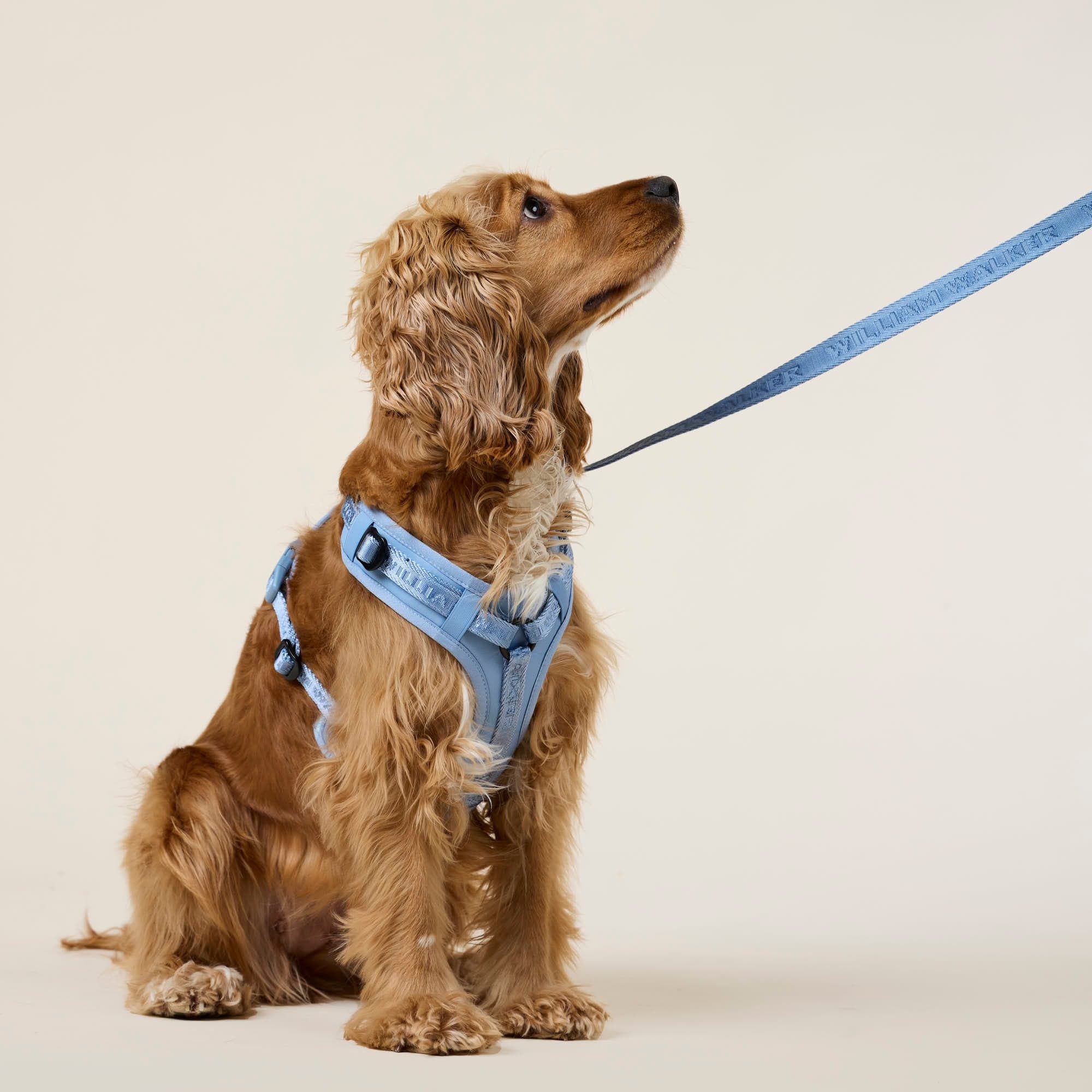 William Walker Jacquard Nylon Hundeleine Sky (blau)