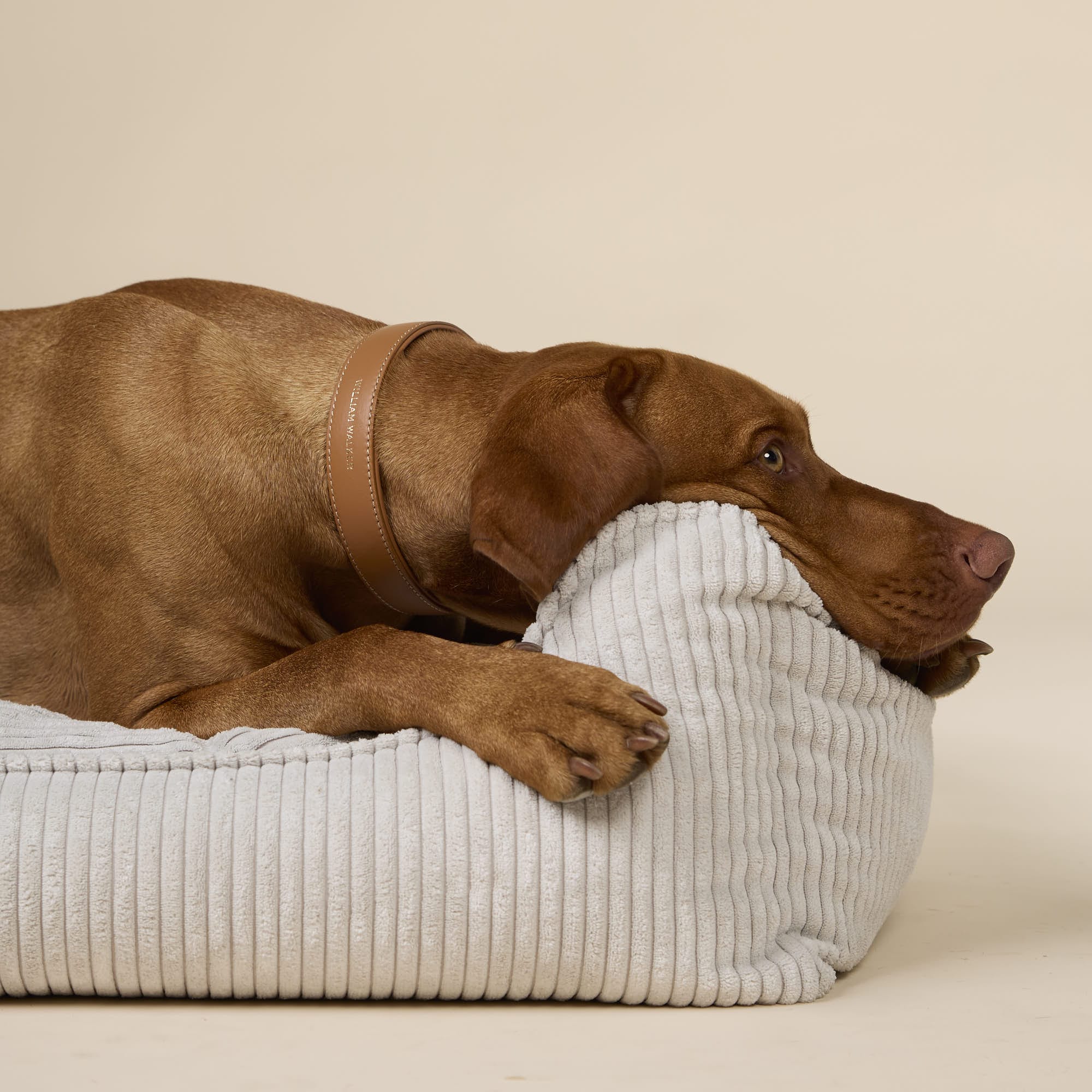 William Walker Glattleder Hundehalsband Caramel