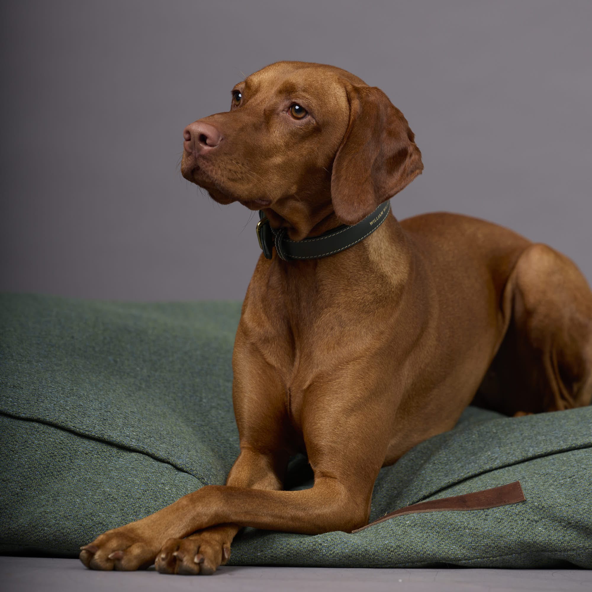 William Walker Wechselbezug für orthopädisches Hundekissen Chill Dark Moss