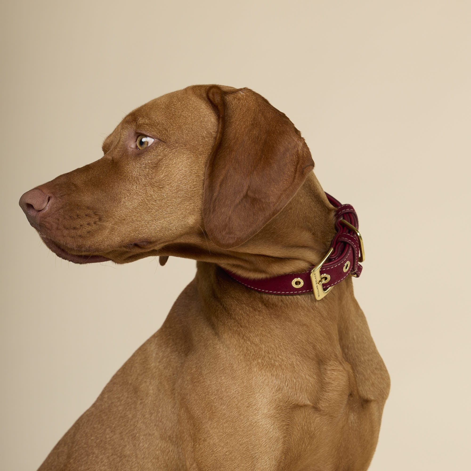 William Walker Wildleder Hundehalsband Lambrusco (Bordeauxrot)