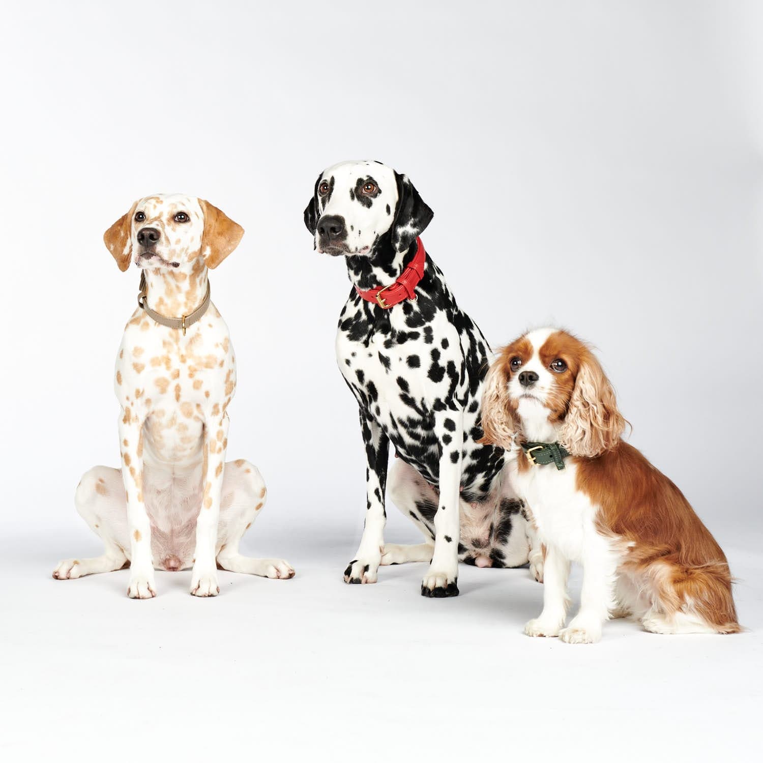 William Walker Plain Bundle Test AV