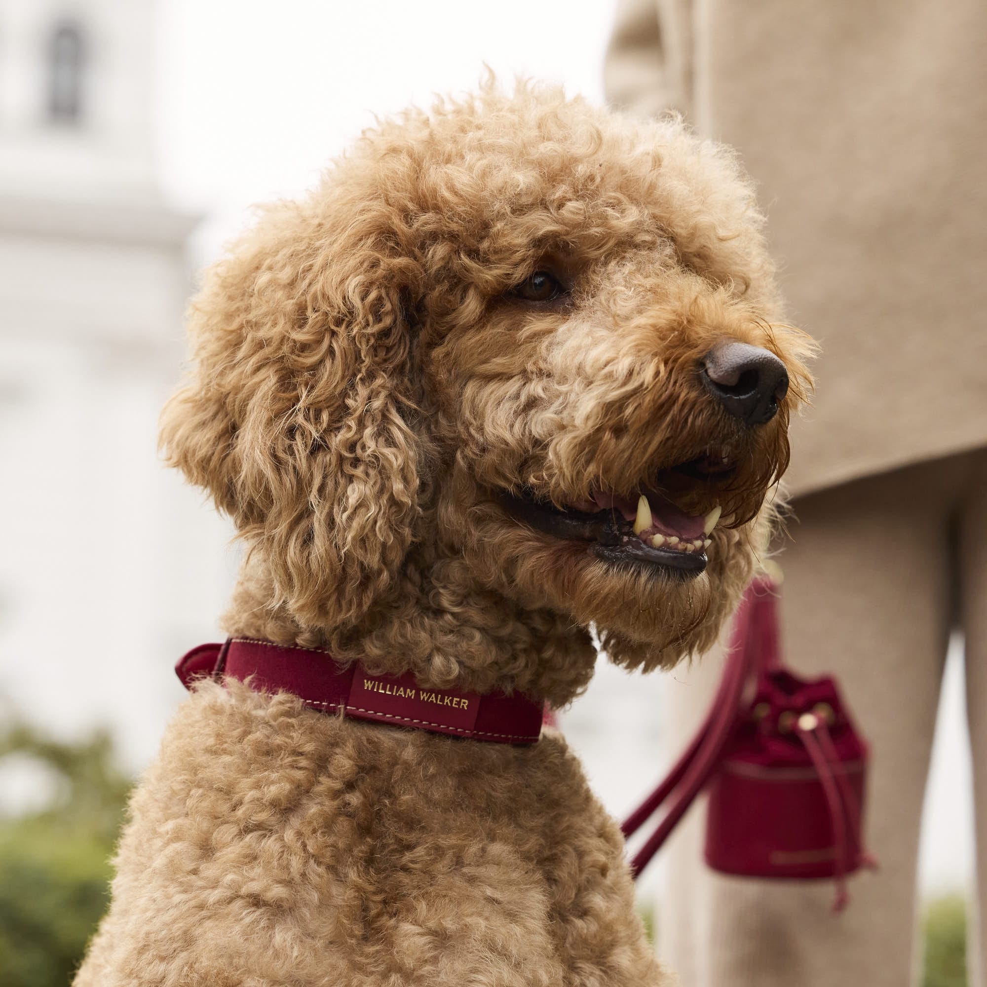 William Walker Wildleder Hundehalsband Lambrusco (Bordeauxrot)