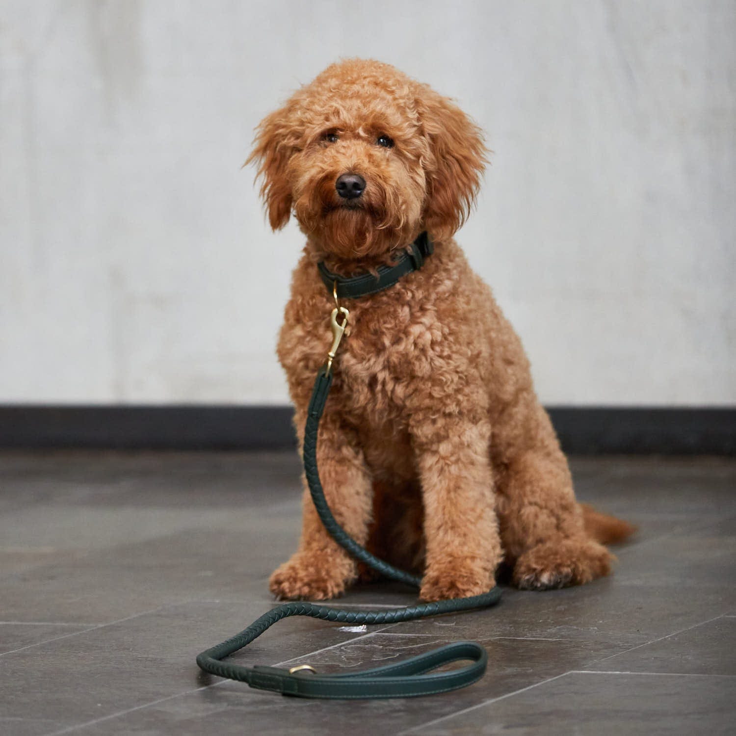 William Walker Leder Hundehalsband Twisted Dark Moss (Waldgrün)