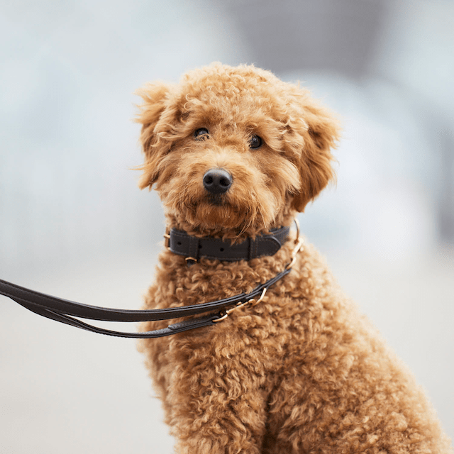 William Walker Laisse pour chien haut de gamme en cuir Earth (Marron) 3-fach verstellbar (Länge 2m) / Standardgröße (Breite 2cm | Große Karabiner | Halsband S-XL)