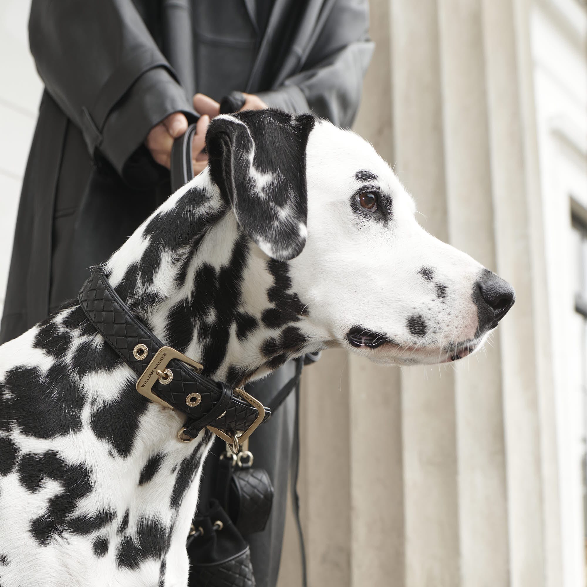 William Walker Leder Hundehalsband Prestige Nero (Schwarz)