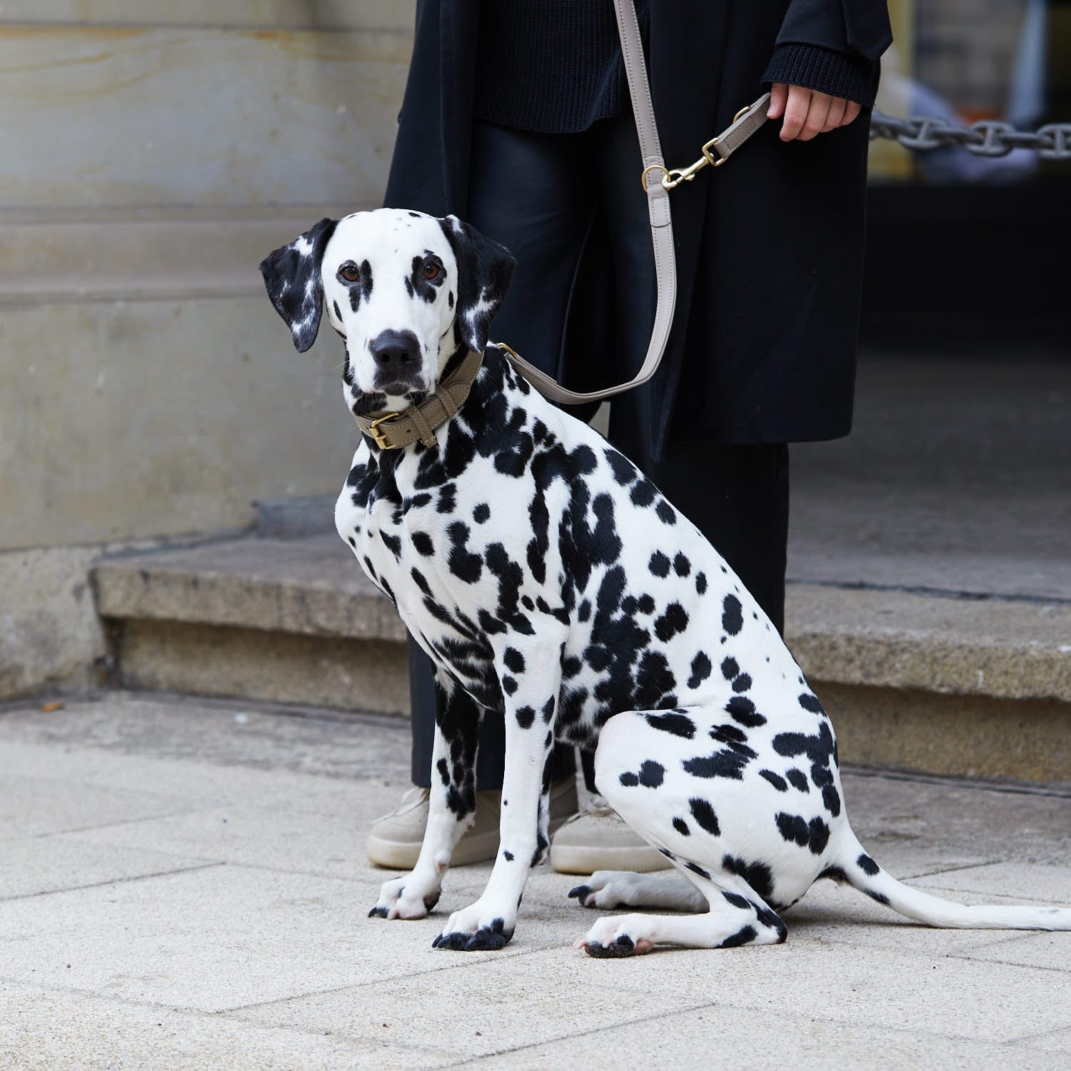 William Walker Leder Hundehalsband Sand (Beige)