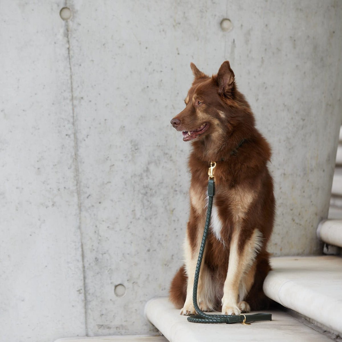 William Walker Laisse pour chien en cuir haut de gamme Twisted Dark Moss (vert forêt)