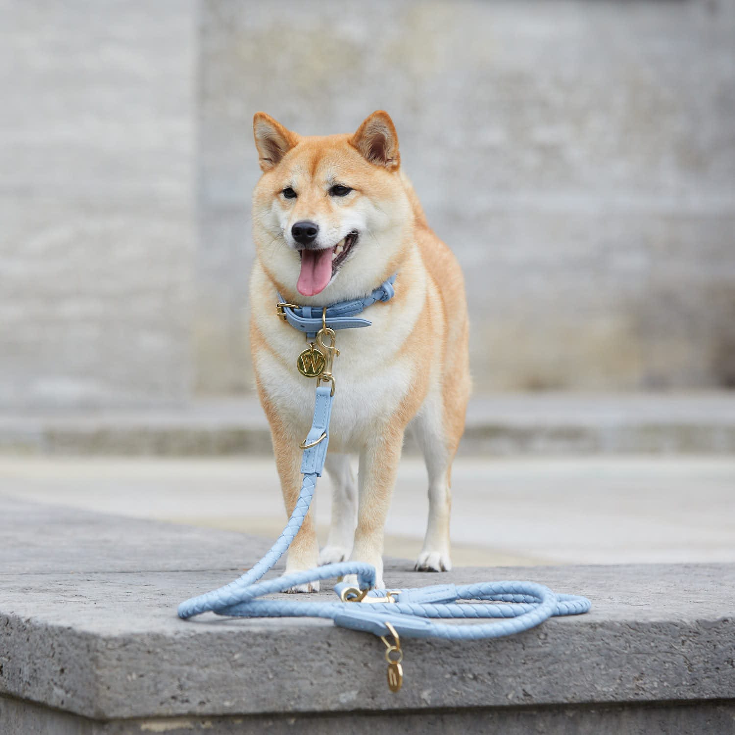 William Walker Hundehalsband Twisted Sky