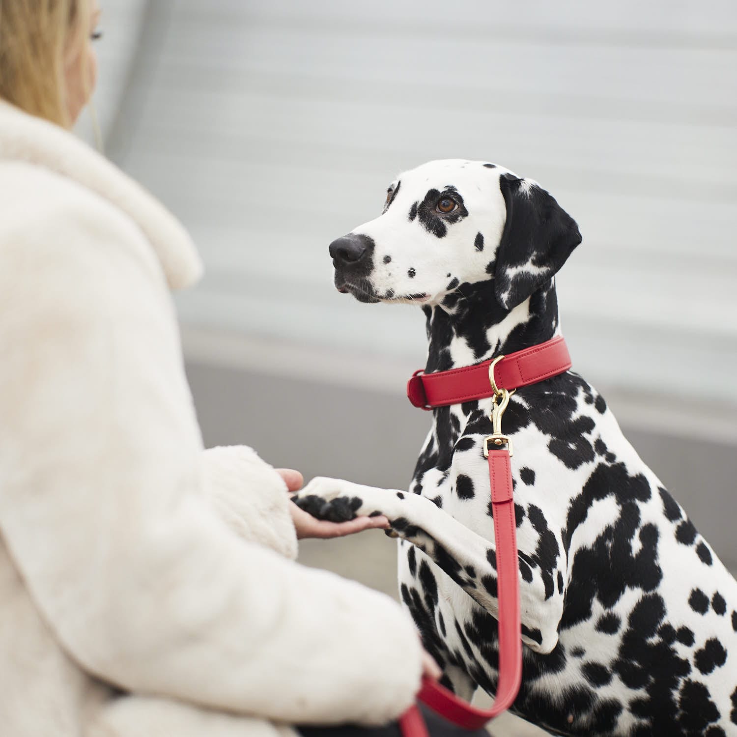 William Walker Hundeleine Chilli