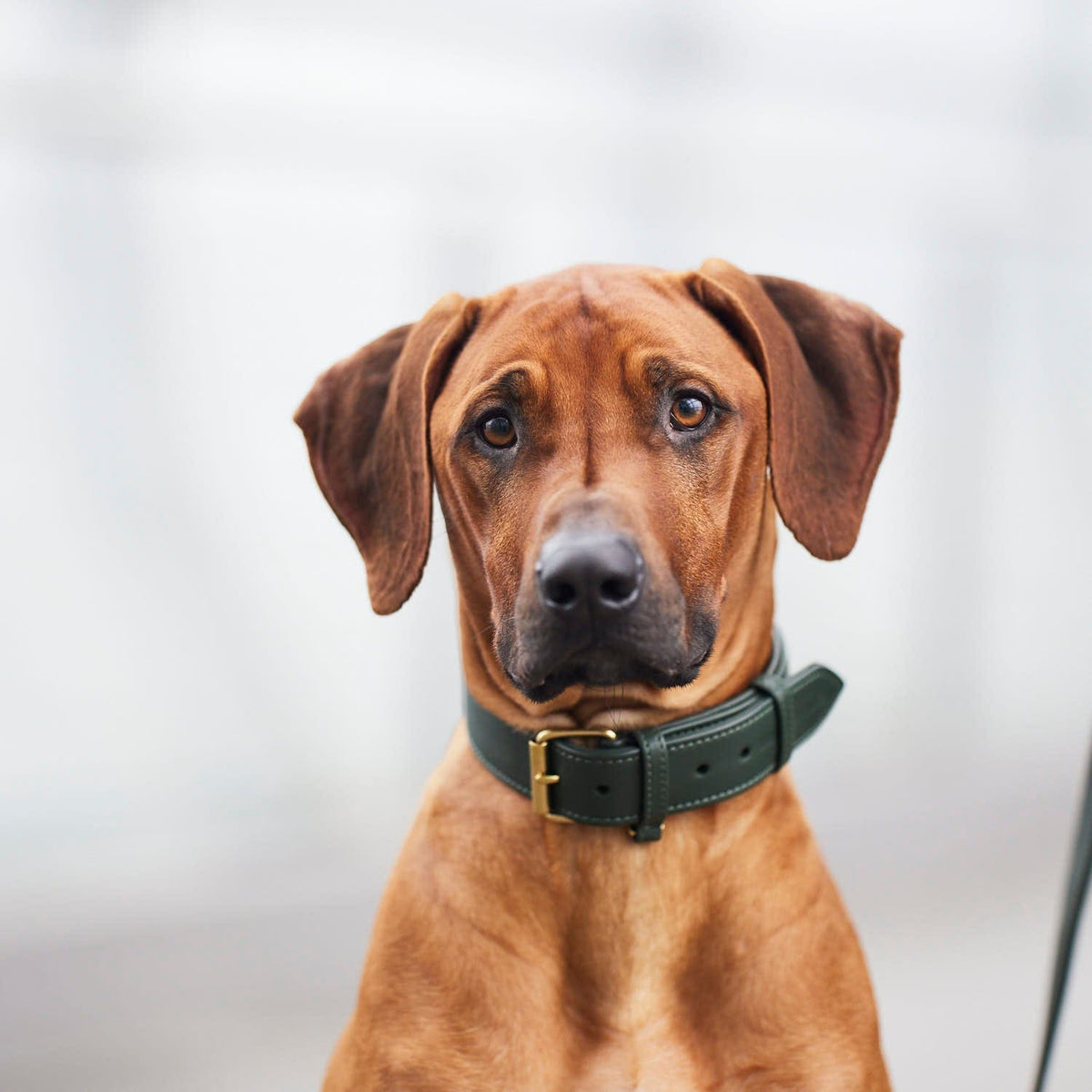 William Walker Collier pour chien en cuir Dark Moss (vert forêt)