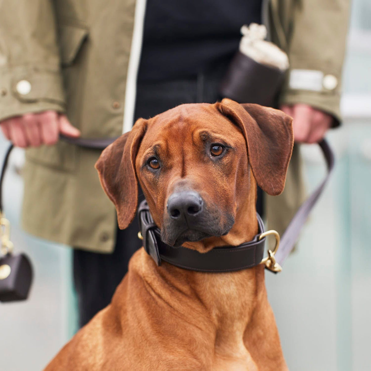 William Walker Collier pour chien en cuir Earth (marron)
