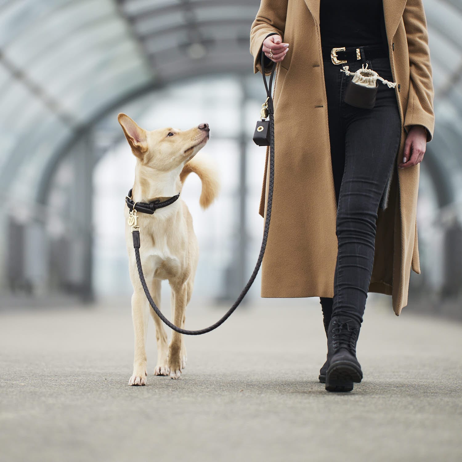 William Walker Hundehalsband Twisted Earth