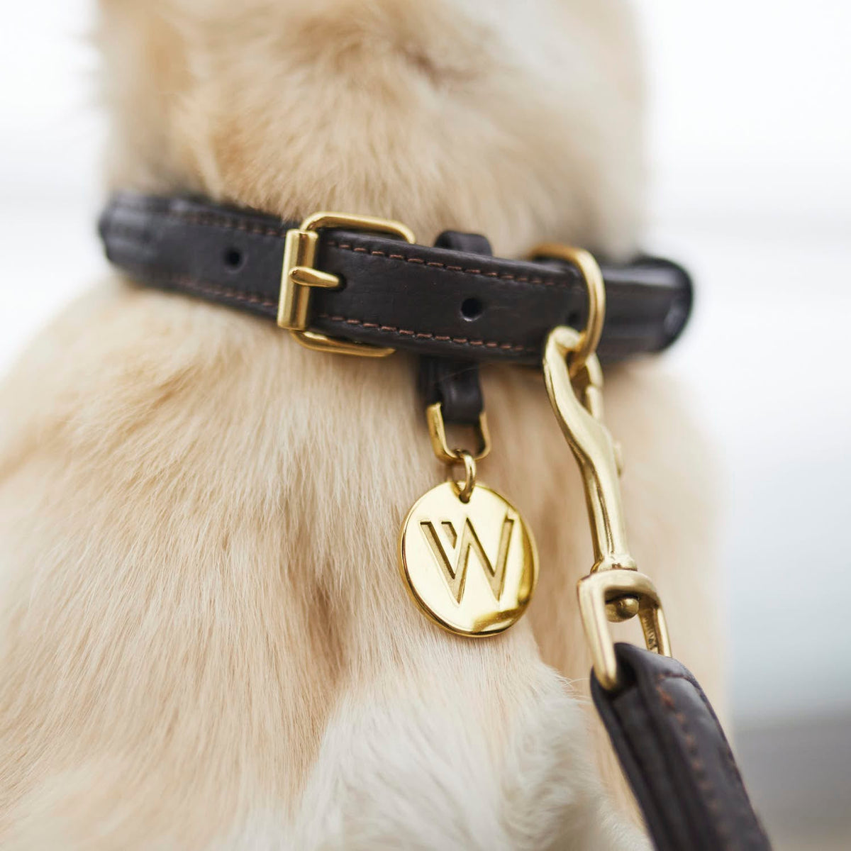 William Walker Collier pour chien en cuir Twisted Earth (Marron)