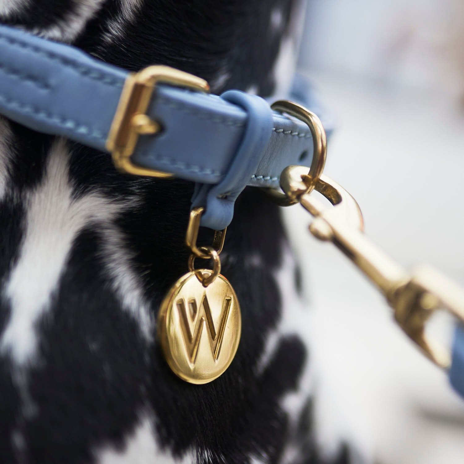 William Walker Hundehalsband Twisted Sky