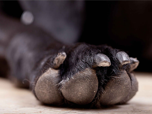 Dog paw care in Winter for healthy dog paws