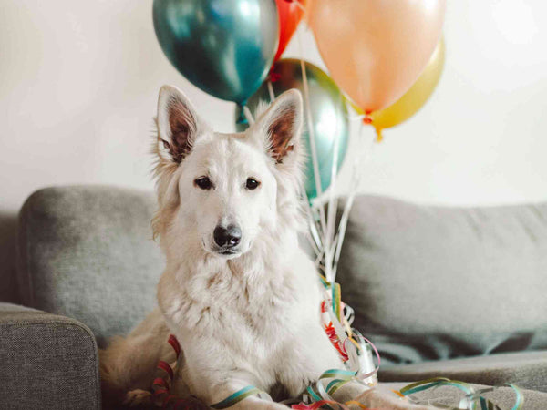 William Walker Geburtstagsparty für deinen Hund Rezepte