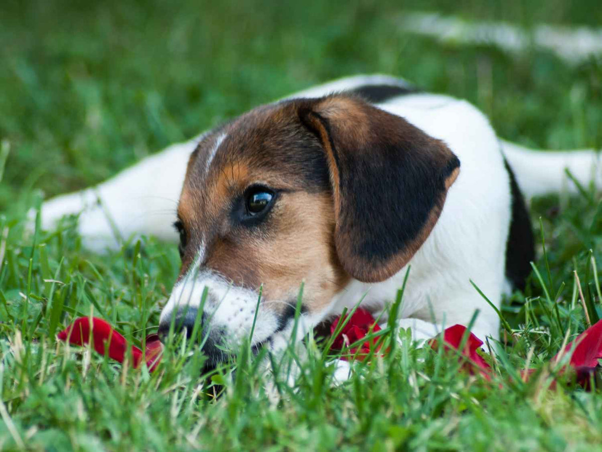So schn und doch so giftig - Diese Gartenpflanzen sind giftig fr dei
