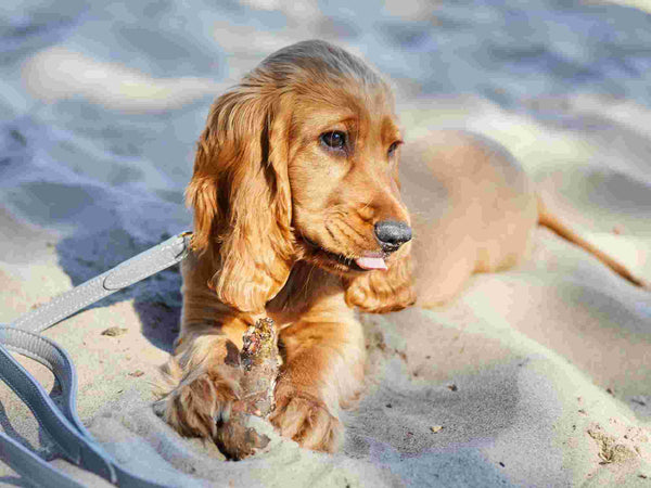 Sea Salt Hundeleine Hundehalsband