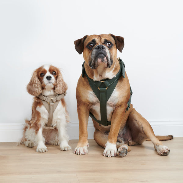 Dog Harness vs dog collar