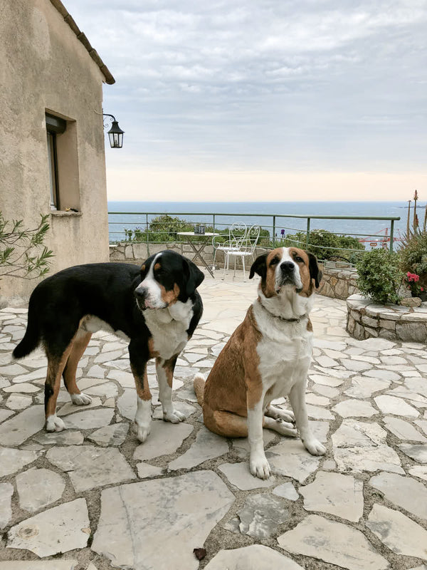  Côte d’Azur mit Hund