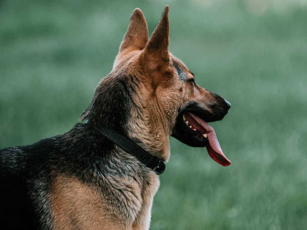 friendsofwilliamwalker - Breed Profile German Shepherd