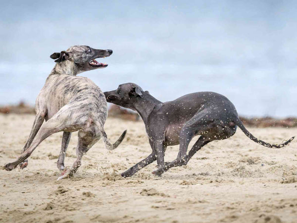 Windhunde Greyhounds