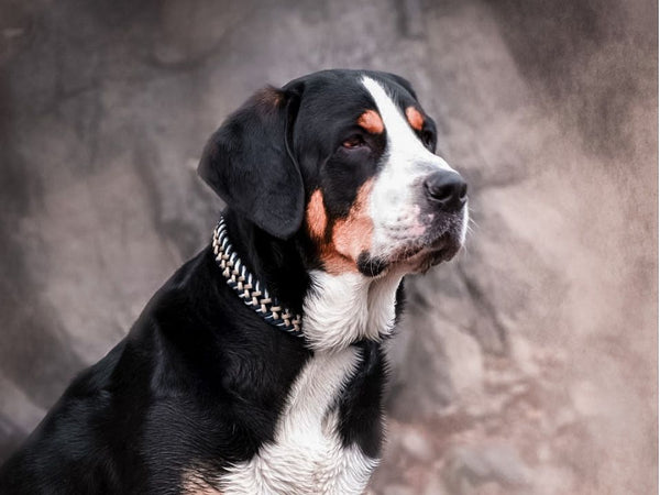 William Walker Swiss Mountain Dog Paracord Halsband