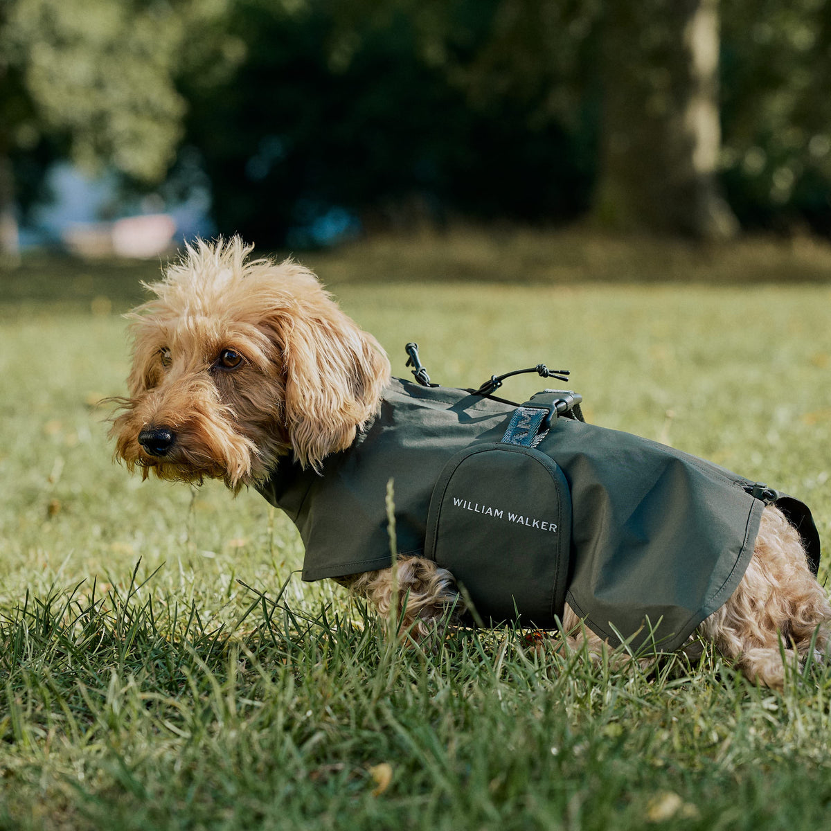 William Walker Imperméable pour teckel