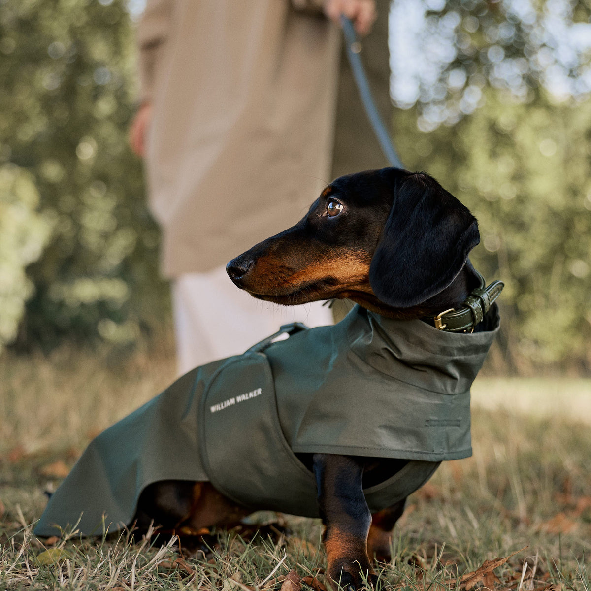 William Walker Imperméable pour teckel Dark Moss / 2