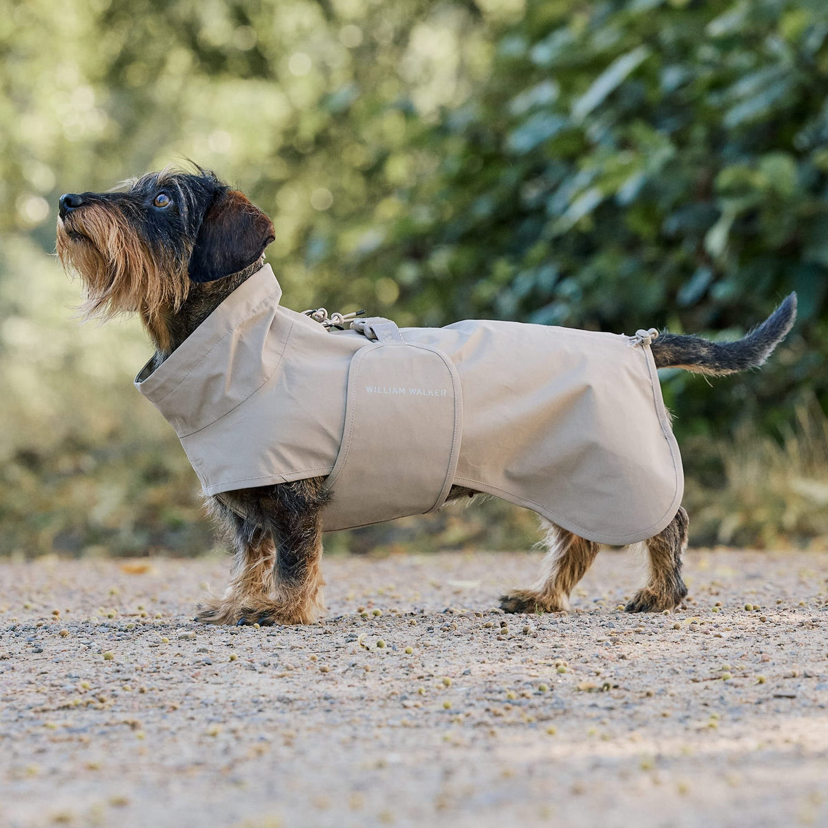 William Walker Imperméable pour teckel Sand / 2