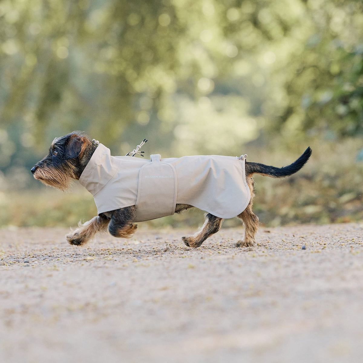 William Walker Imperméable pour teckel