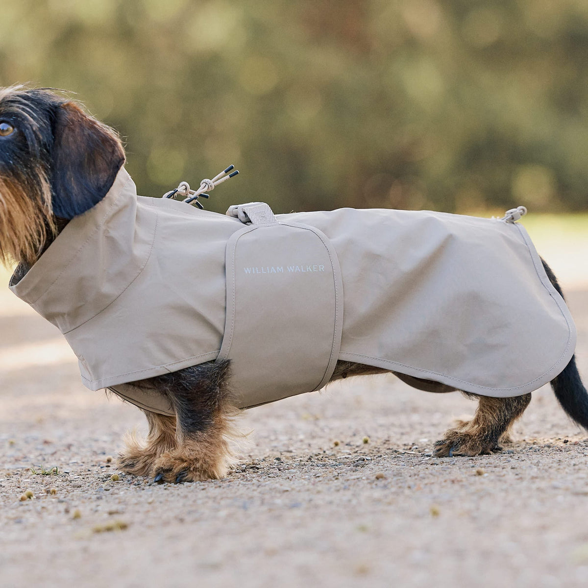 William Walker Imperméable pour teckel