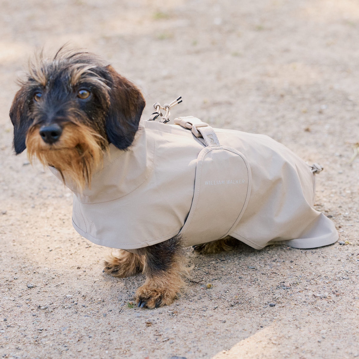 William Walker Imperméable pour teckel